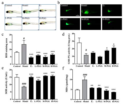 Antioxidant 1,2,3,4,6-Penta-O-galloyl-β-D-glucose Alleviating Apoptosis
