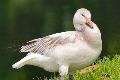 Best 20+ Goose Names for Your Pet Bird: Charming & Unique! - Spark Lark