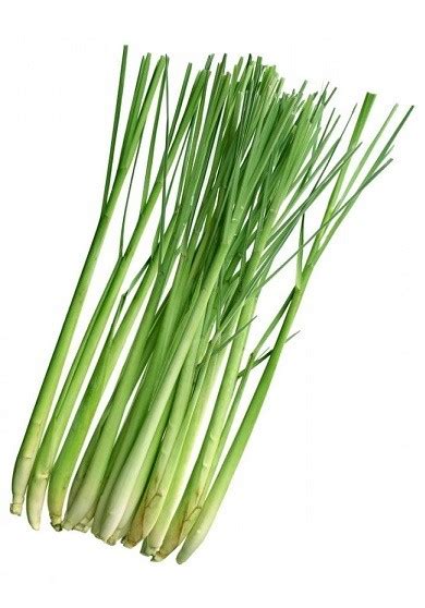 Лимонная трава (Lemon grass) - купить с доставкой на дом в Москве | Абрикос