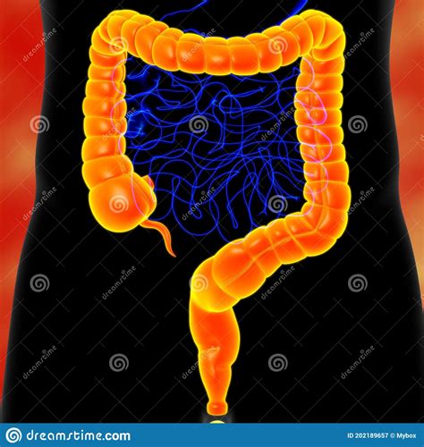 Large Intestine 3d Illustration Human Digestive System Anatomy Stock