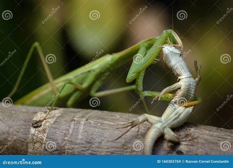 Praying Mantis Eating Lizard Mantis Religiosa Stock Image Image Of