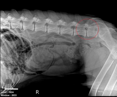 What Causes Spondylosis In Dogs