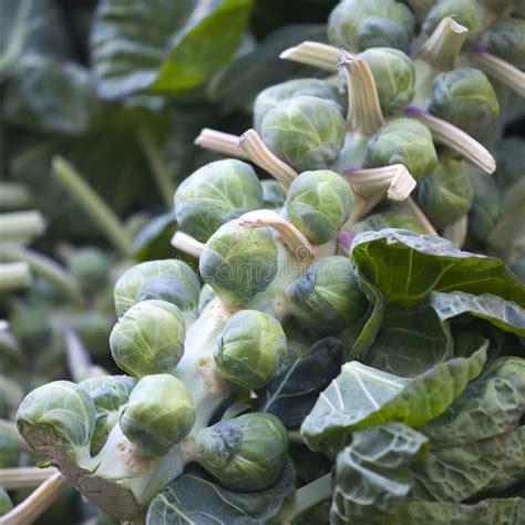 Brassica Oleracea Do Couve De Bruxelas Na Haste No Mercado Dos