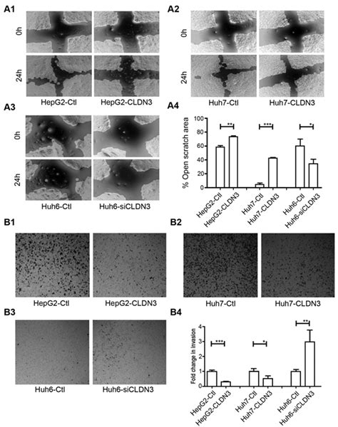 Cldn3 Inhibits Cell Mobility And Invasiveness In Hcc Cells A1 3 The