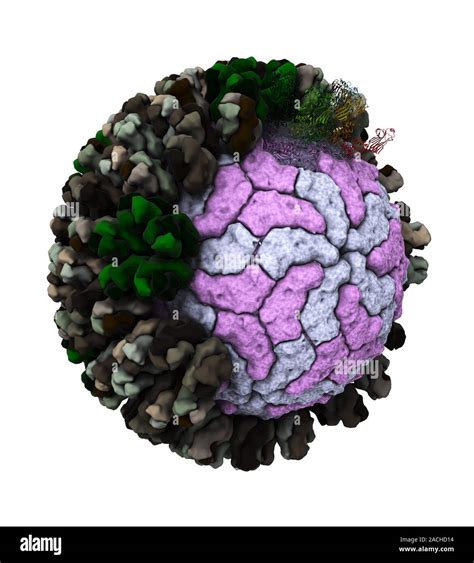 Rotavirus Particle Cut Away Artwork Showing The Structure Of The