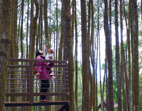 hutan pinus mangunan tiket masuk  lokasi visit jogjacom