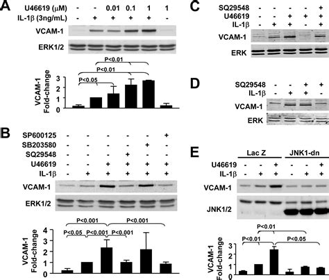 Activation Of Thromboxane Receptor Upregulates Interleukin Il