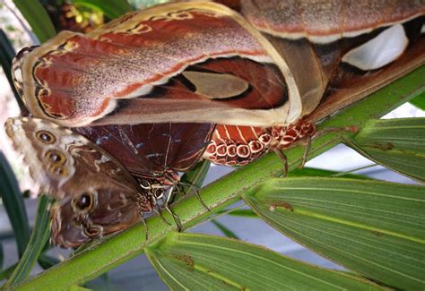 Understanding The Atlas Moth: Quick Essential Facts - What's That Bug?