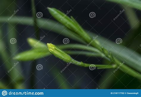 Tiro Certeiro Da Flor Da Ruela Simplex Branca Foto De Stock Imagem De