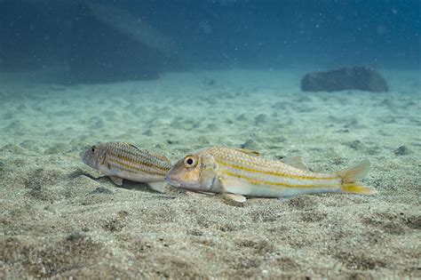 Salmonete De Roca Mullus Surmuletus Ficha De Pez