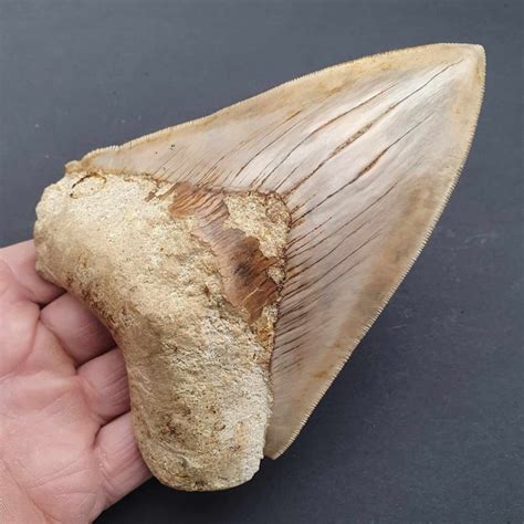 Requin M Galodon De Grande Qualit Dent Fossile Carcharocles