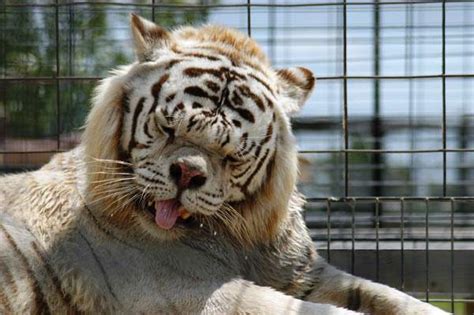 Say Hello To Kenny The Inbred White Tiger With Down Syndrome