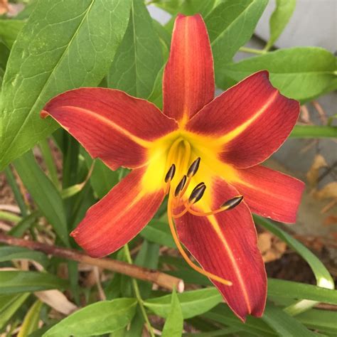 Hemerocallis Autumn Red Daylily Autumn Red Uploaded By