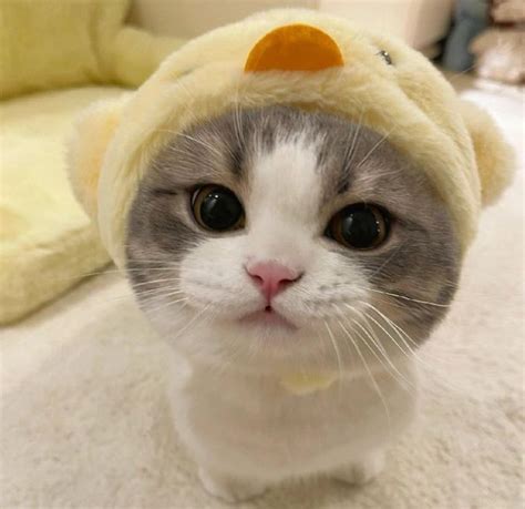 Adorable Gray and White Cat in a Duck Costume