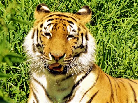 gambar margasatwa potret binatang menyusui rambut kuda predator