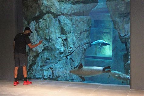 Transformative new seal habitat, "PInniped Cove," debuts June 8 as largest exhibit in The ...