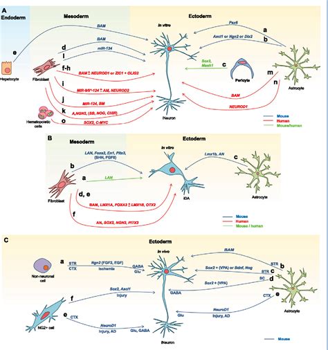 Dopaminergic Neurons