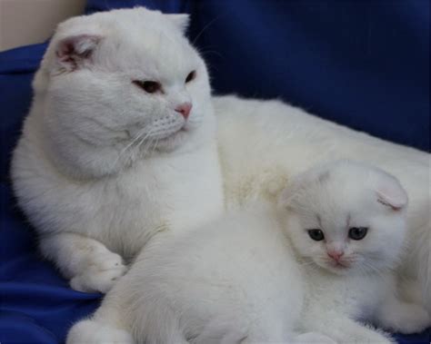 Scottish Fold Kedisi Özellikleri Ve Bakımı Kedi Blog