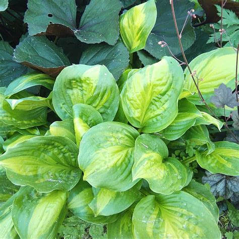 Хоста авокадо описание – Telegraph