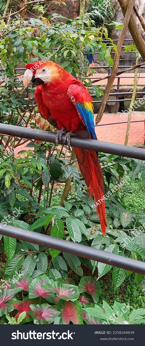 Red Macaw Amazon Rainforest Brazil Stock Photo 2258164939 | Shutterstock