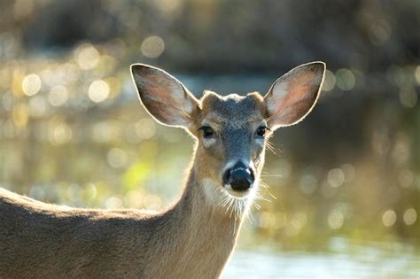 Premium Photo Key Deer In Natural Habitat In Florida State Park