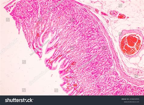 Tissue Stomach Human Under Microscope Lab Stock Photo 2158210555 ...