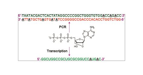 Polymerase Chain Reaction And Transcription Using Locked Nucleic Acid