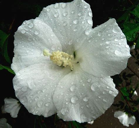 Hardy Hibiscus Seeds - WINTER WHITE - Perennial Flowering Shrub - 10 ...