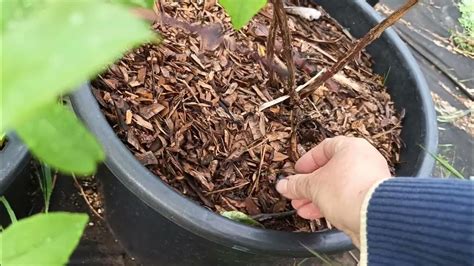 Жимолость Лавина, Голубой банан идр., обзор сортов 27.05.24 - YouTube