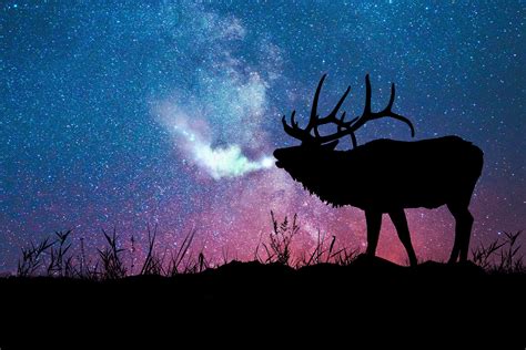 Animal with horns silhouette painting HD wallpaper | Wallpaper Flare