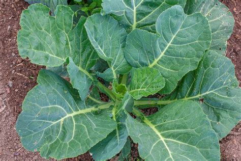 Does Collard Greens Have Calories At Rose Jennings Blog