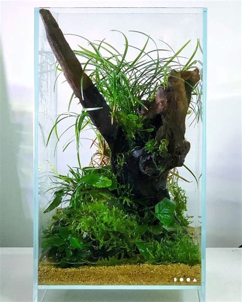 Wabi Kusa Aquascaping Garden Planted Aquarium Aquascape Nano Aquarium