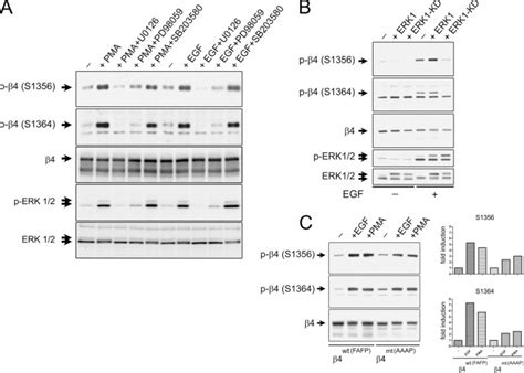 Egf Induced Mapk Signaling Inhibits Hemidesmosome Formation Through