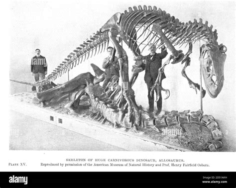 Garras De Dinosaurio Imágenes De Stock En Blanco Y Negro Página 2 Alamy