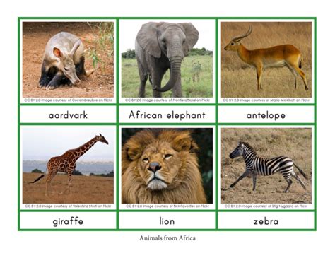 Animals and their Continents Sorting Cards - Gift of Curiosity