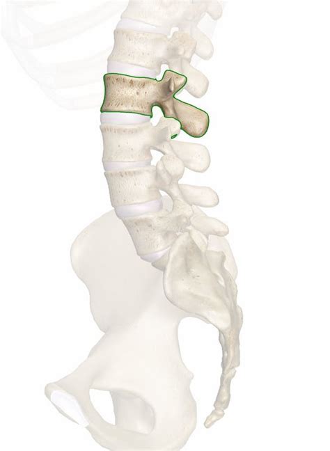 The L2 Vertebra Anatomy And 3d Illustrations