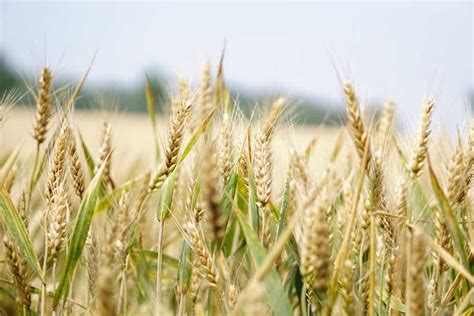 A Guide To Agricultural Commodities And Their Importance On The Global