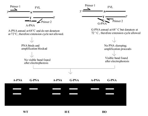 B Schematic Diagram Of Allele Specific Pcr Clamping By Pna Molecules