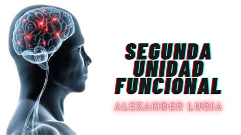 Segunda Unidad Funcional de Luria modelo de organización cerebral