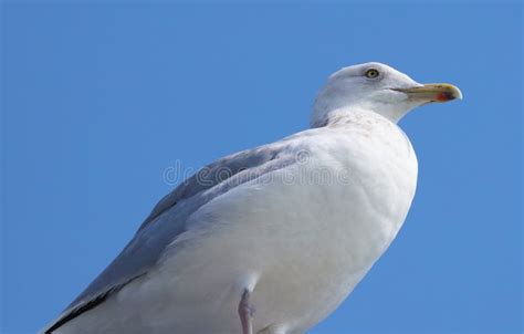 Laughing Gull Seagull In South Florida Miami Beach Stock Photo Image