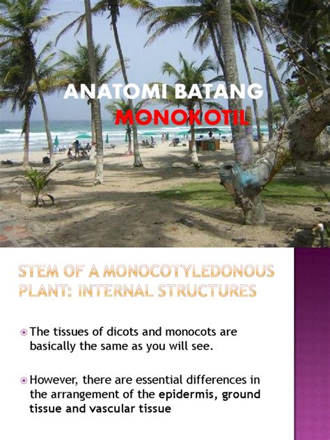 Anatomi Batang Monokotil PDF | PDF | Plant Stem | Tissue (Biology)