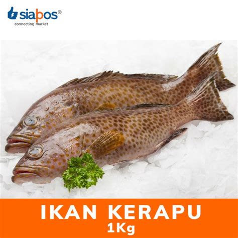 Jual Ikan Kerapu Ikan Kerapu Segar Kg Shopee Indonesia