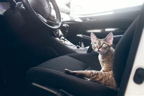 Cats In Cars