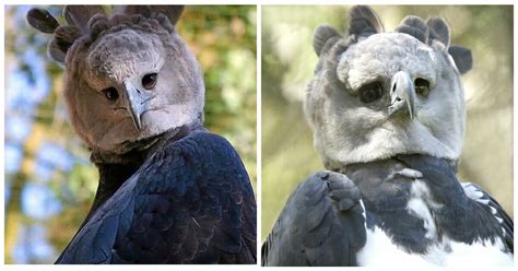 Falcon Images: Harpy Eagle Compared To Golden Eagle