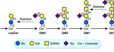 Ganglioside Biosynthetic Pathways And Sialidase Action Gangliosides