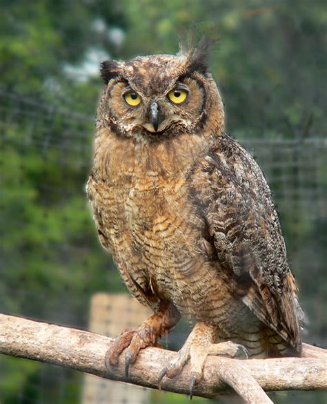 Great Horned Owl Oklahoma City Audubon Society