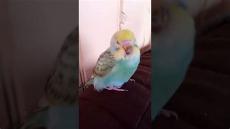 My Budgie YouTube