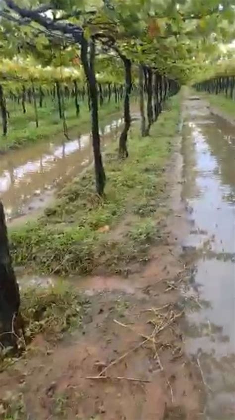 Chuva Danifica Planta Es De Uva E De Manga No Vale Do S O Francisco