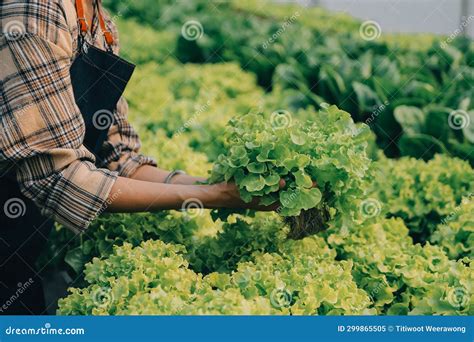 Woman Gardener Inspects Quality Of Green Oak Lettuce In Greenhouse