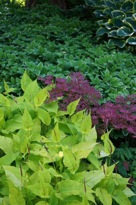 Photo #48260 | Persicaria amplexicaulis 'Golden Arrow' | plant lust